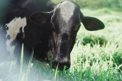 Cow in a field