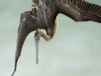 Close-up of bird