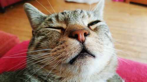 Close-up portrait of cat at home