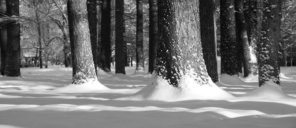 Frozen trees in forest during winter