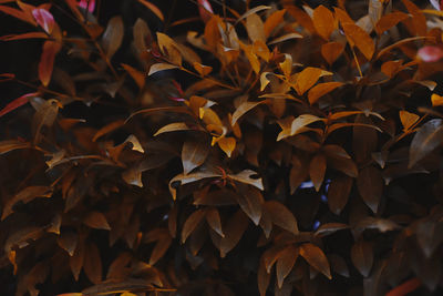 Full frame shot of autumnal leaves on field