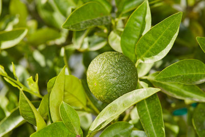 Close-up of green leaves