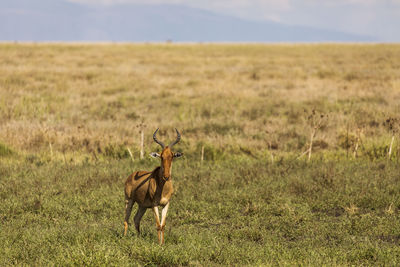 Deer standing on field