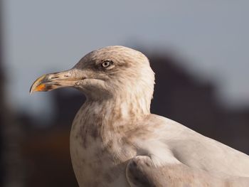 Close-up of seagull