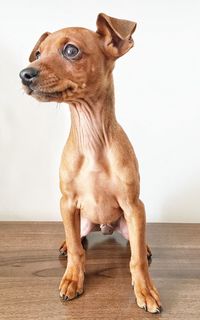 Full length of chihuahua standing on wooden floor against wall 