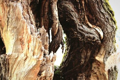 Close-up of tree trunk