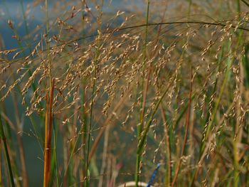 Close-up of plant growing on field