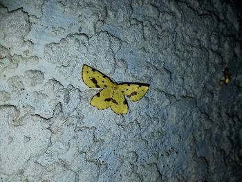 Close-up of butterfly on yellow leaf