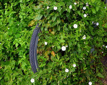 Close-up of plants