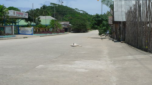 Birds flying over road against sky