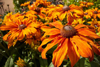 Close-up of black-eyed and yellow flowers