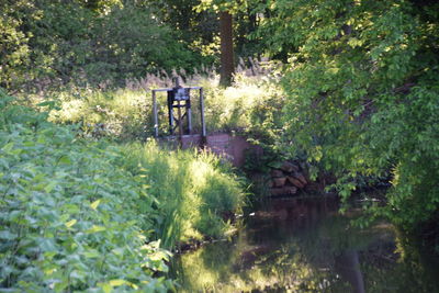 Scenic view of bridge over lake in forest