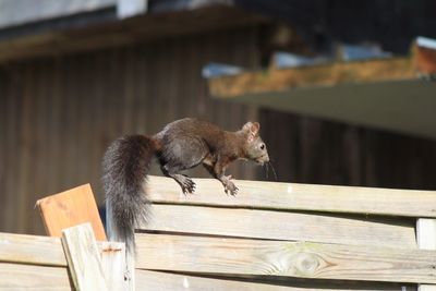 Curious squirrel