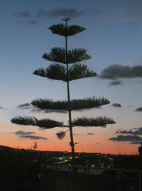 Low angle view of silhouette tree against sky at sunset