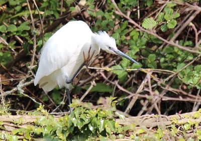 Close-up of white bird against plants