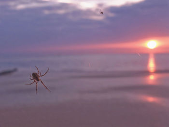 Close-up of spider on sea against sky during sunset