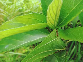 Close-up of green leaves on plant