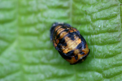 Close-up of insect on leaf