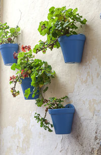 Potted plant against wall