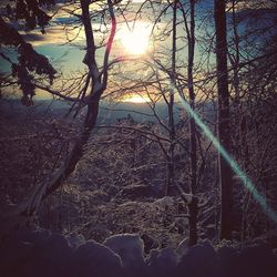 Sun shining through trees