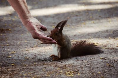 Human hand feeding squirrel
