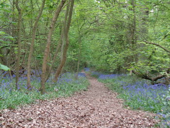Scenic view of trees on landscape