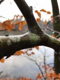 Close-up of wet tree branch during winter