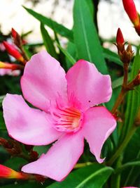 Close-up of pink flower