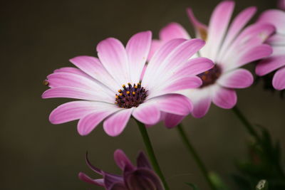 Close-up of pink flower