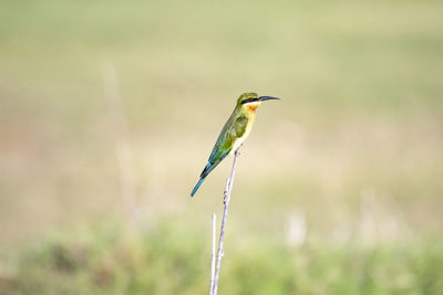 Bird perching on a field