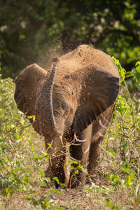 Elephant in forest