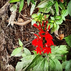 Close-up of red flowers