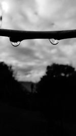 Close-up of wet plant against sky