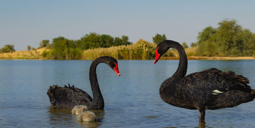 Swans swimming in lake
