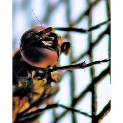 Close-up of insect on leaf