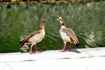 Birds perching on a lake