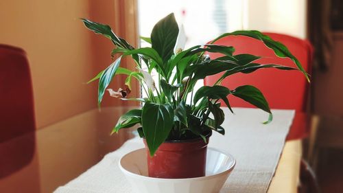 Close-up of potted plant on table at home