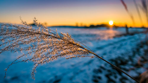 Close-up of plants against sky during sunset