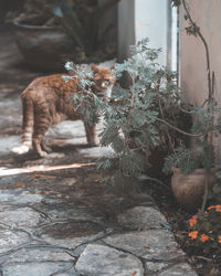 Cat standing in potted plant