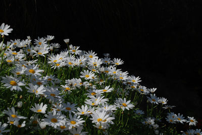 Close-up of white daisy flowers against black background