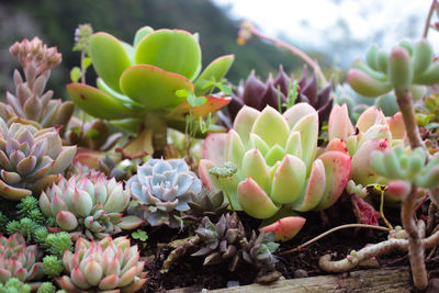 Close-up of succulent plant