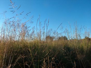 Plants growing on field