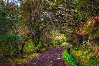 Trees in forest