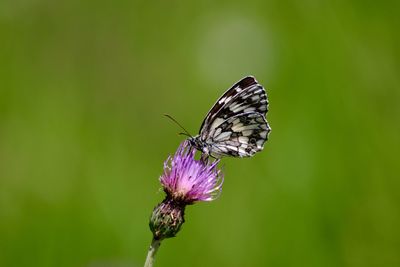 Close-up of butterfly on flower