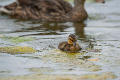 Duck swimming in lake