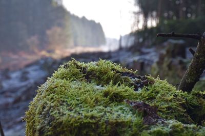Close-up of moss growing on rock