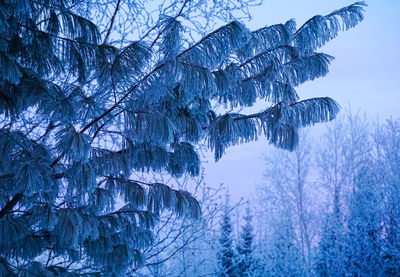 Frozen trees against sky during winter