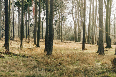 Trees in forest