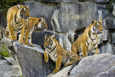 Tigers on rocks in zoo