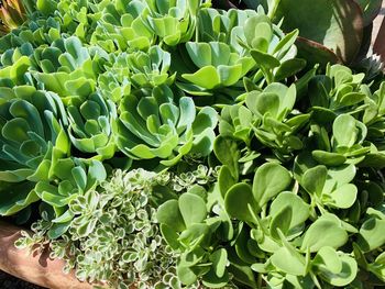 High angle view of succulent plant